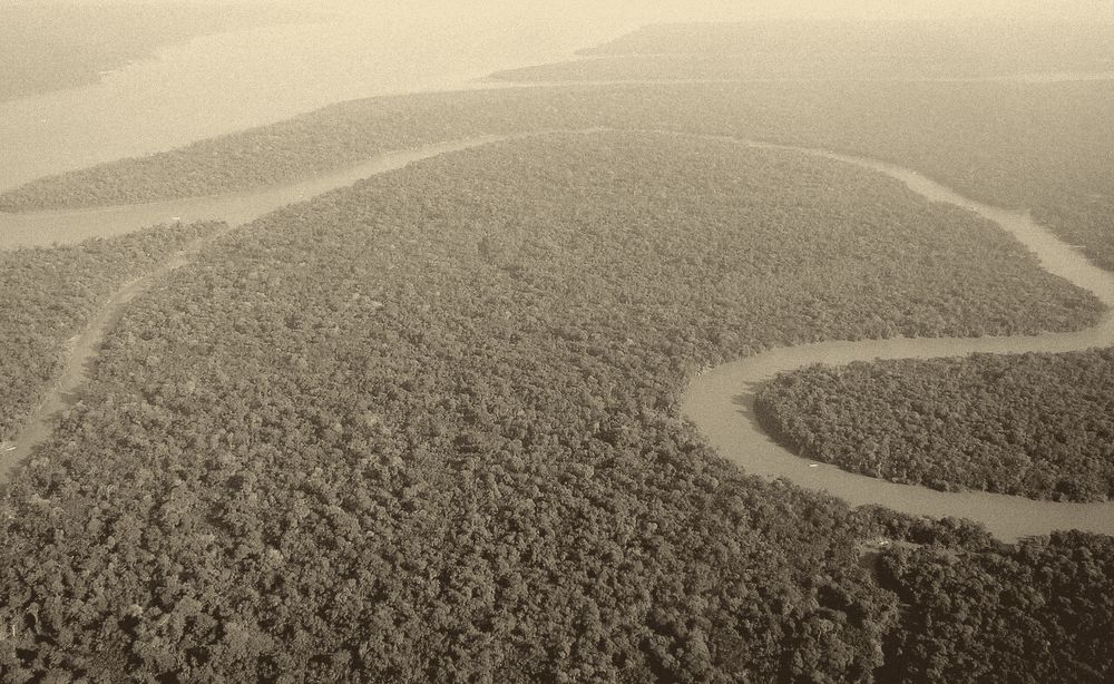The Amazon rainforest from the air (file photo).